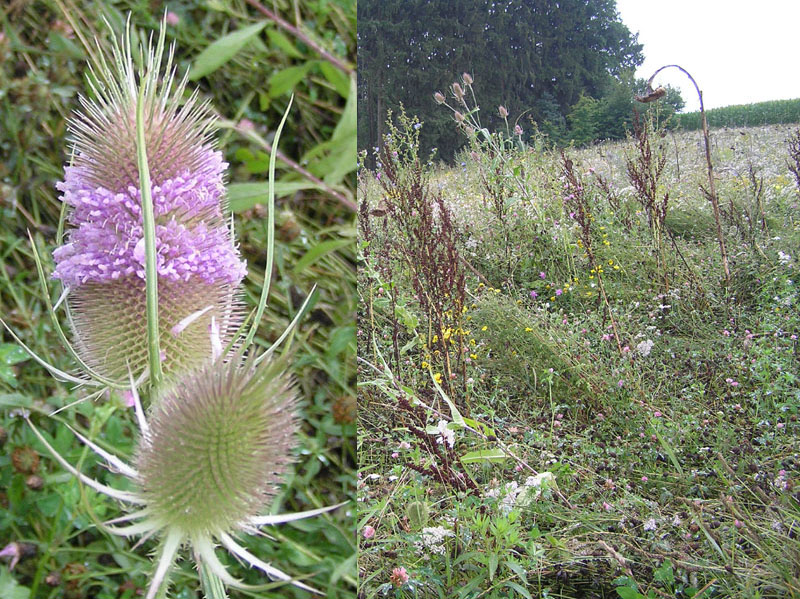 Dipsacus fullonum  L.